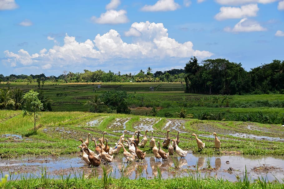 bali, indonésia, viagem, campos de arroz, paisagem, agricultura, arroz, patos, pássaros, natureza