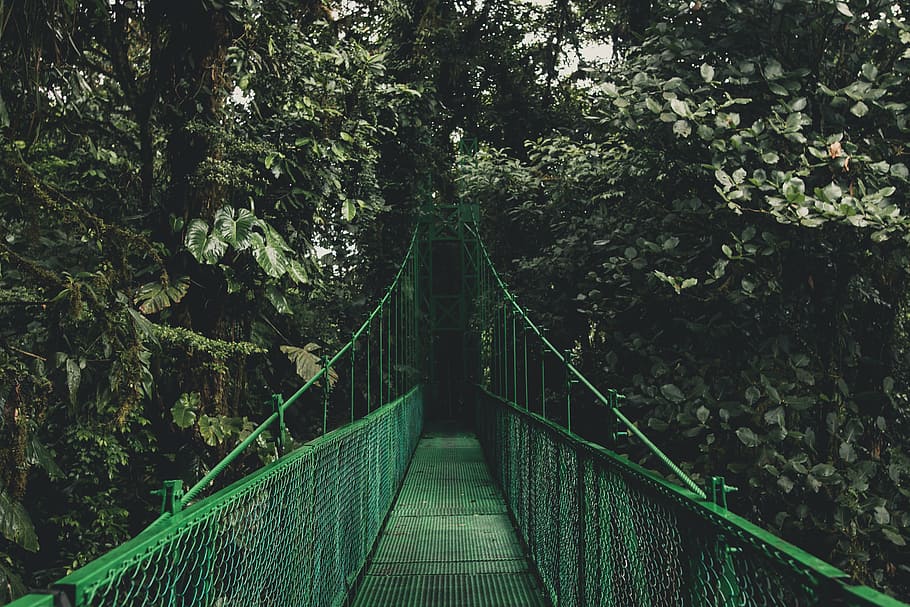 unused green bridge, green, trees, plants, nature, outdoor, travel, hanging bridge, forest, suspension Bridge