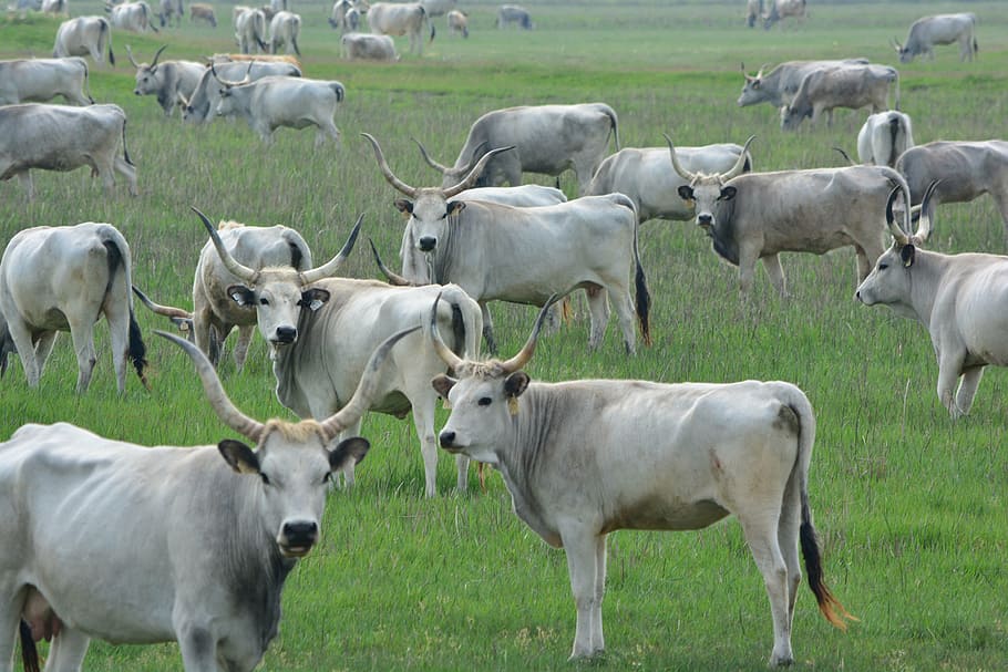 hungarian grey cattle, robert gulya, cumania, animal themes, animal, mammal, domestic animals, livestock, group of animals, grass