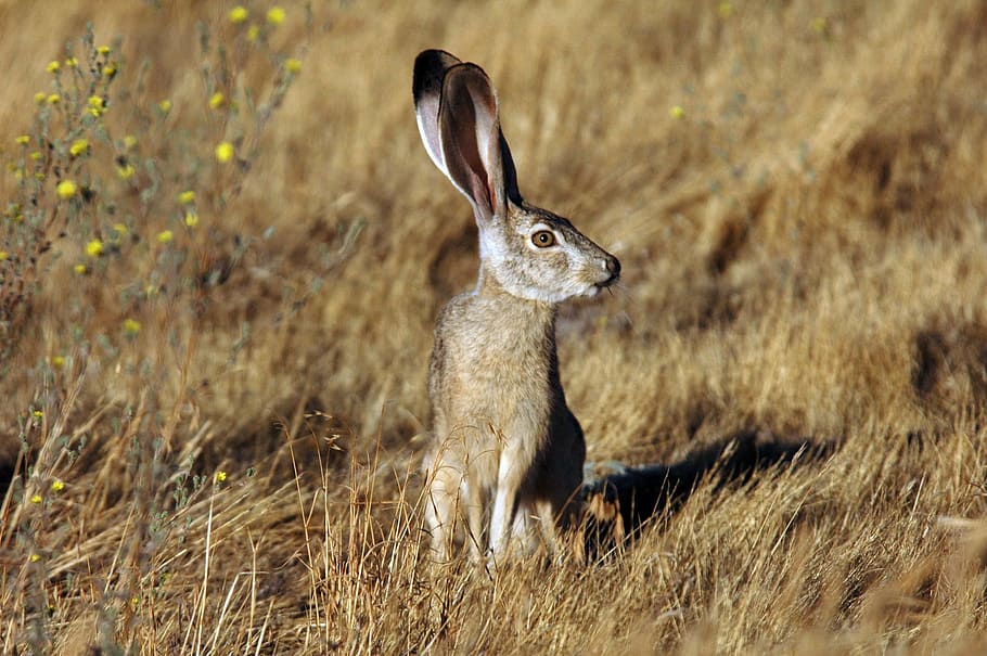 gray, rabbit, brown, grass field, daytime, animal, jackrabbit, tailed, black, bunny