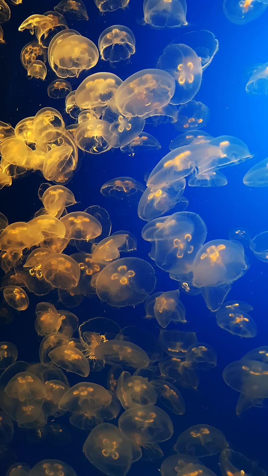 monterey, bawah air, ubur-ubur, akuarium, hewan, biru, air, samudra, laut, medusa
