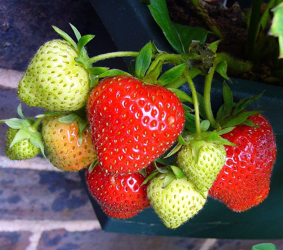赤, 緑, イチゴ, イチゴ果実, イチゴ植物, 成長しているイチゴ, 赤い果実, 夏の果実, 果物, 食品