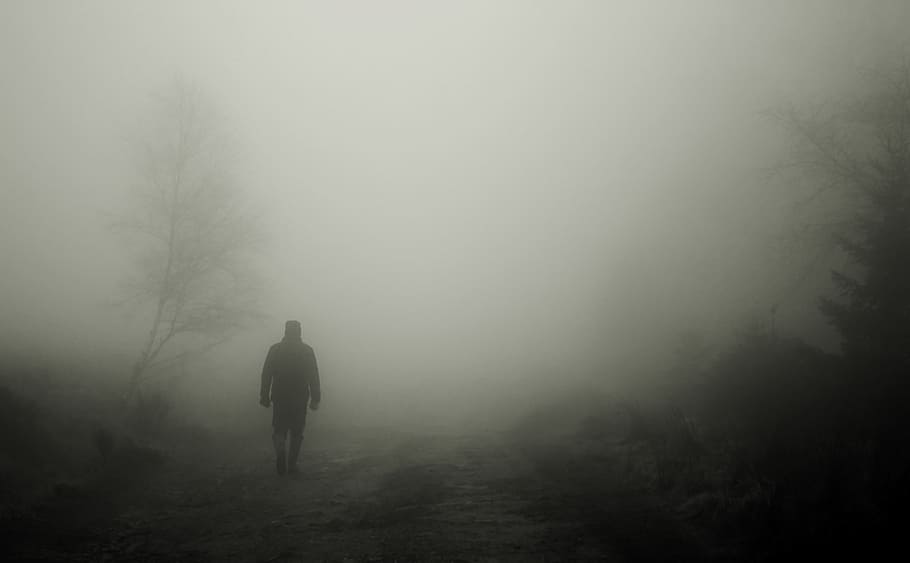 man, walking, tree, walkers, autumn, fog, human, mood, atmosphere, landscape