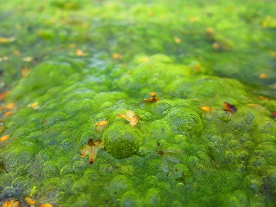 Algae, Lake, Plant, Green, Pond, algae, lake, green, pond, nature, green color, growth