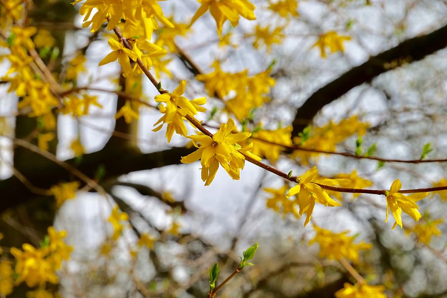 nature, tree, plant, spring, forsythia, olive crop, lamiaceae, branch, beauty in nature, growth
