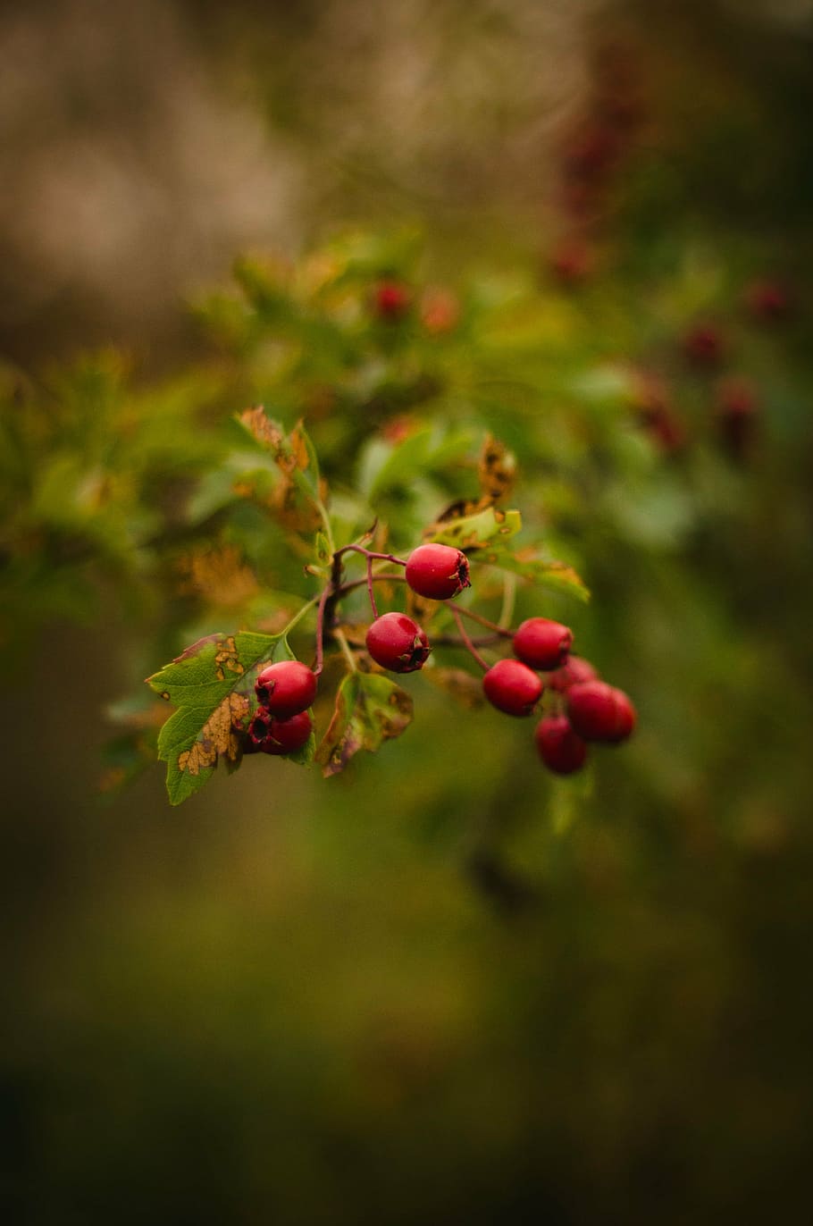 selective, focus photograph, red, berry, fruit, green, leaf, plant, outdoor, nature