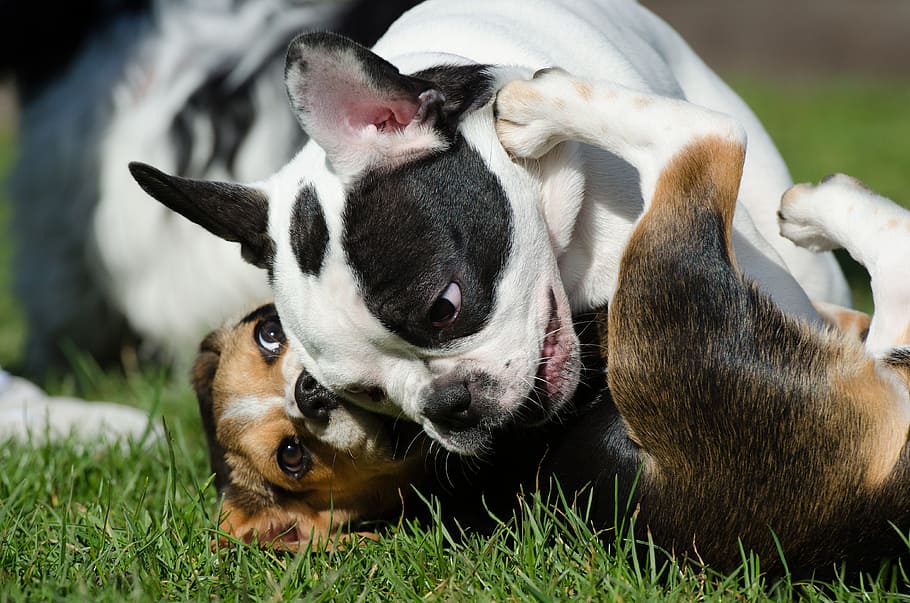 adult, tricolor, beagle, black, white, french, bulldog, playing, green, grass field