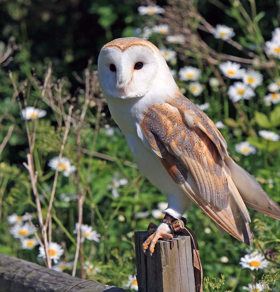 brown, white, owl, perched, wood, barn owl, bird, animal, wildlife, nature