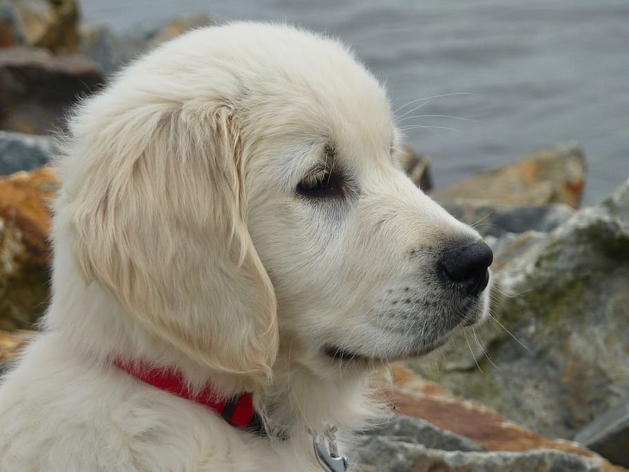 dog, pup, golden retriever, portrait profile head, pet, animal, cute, mammal, domestic animal, canine