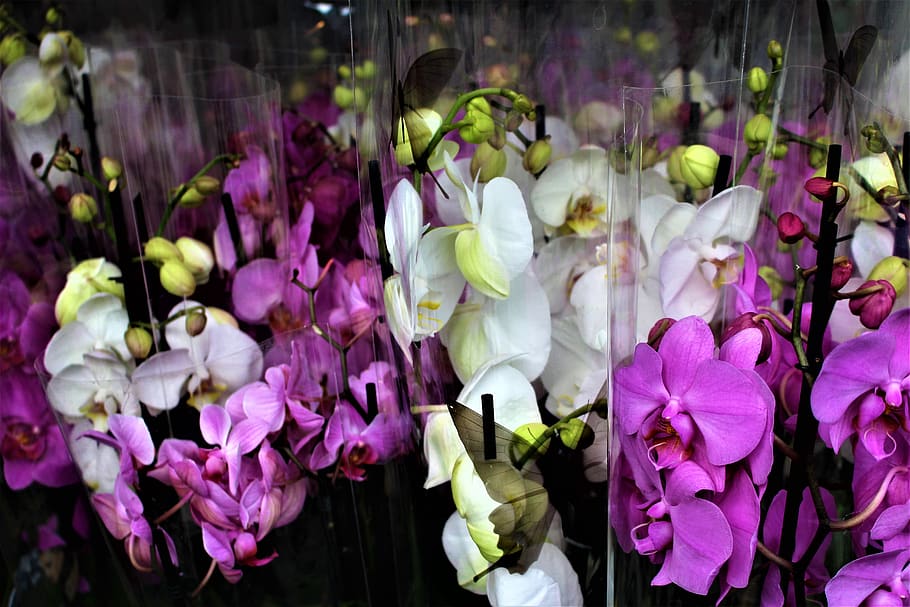 orquídea, flores, flor, planta em vaso, orquídeas, bela, branco, rosa, orquídea nupcial, orquídea branca