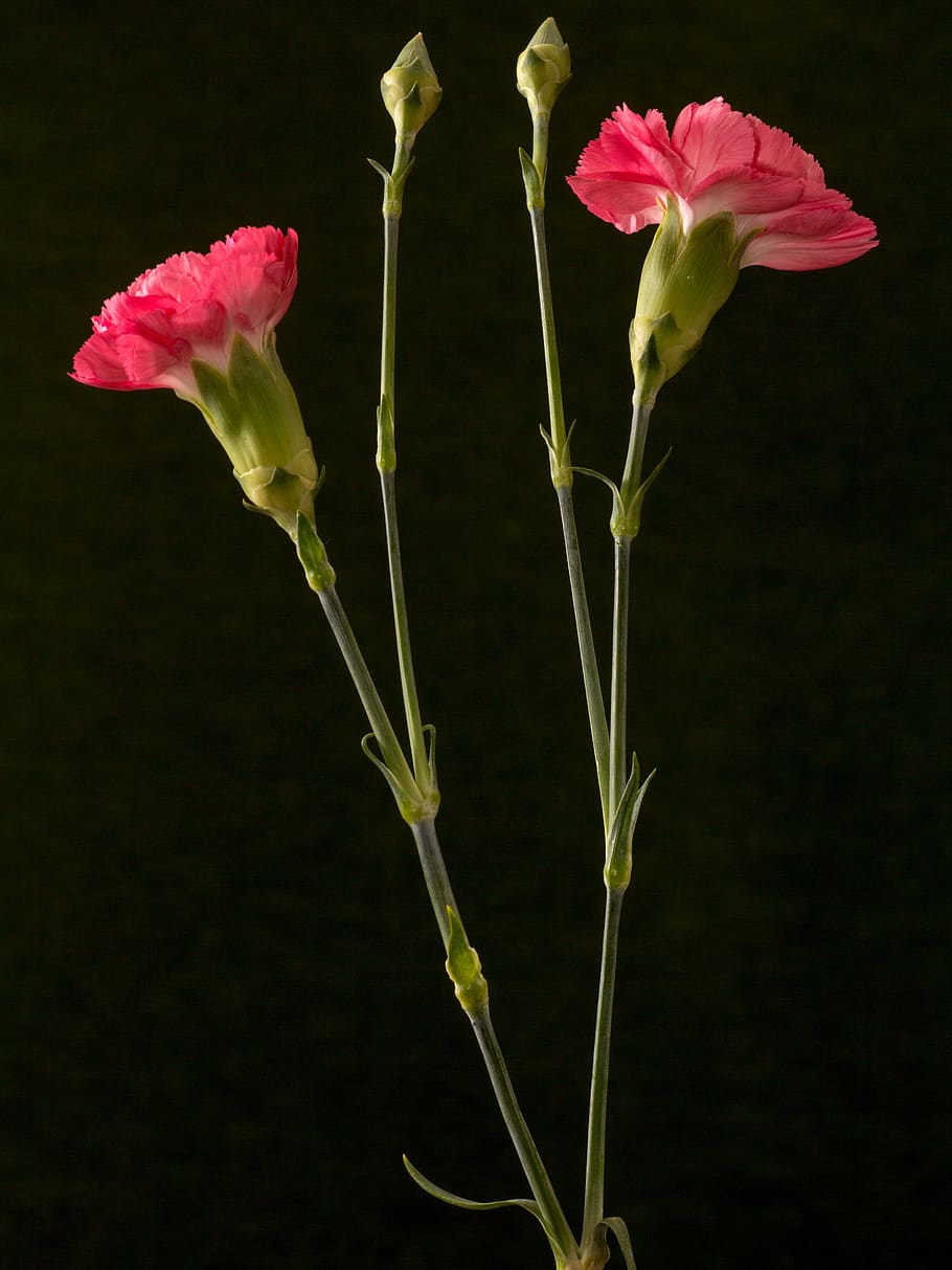 carnation, flower, red, ornamental plant, macro, flowering plant, plant, fragility, beauty in nature, vulnerability