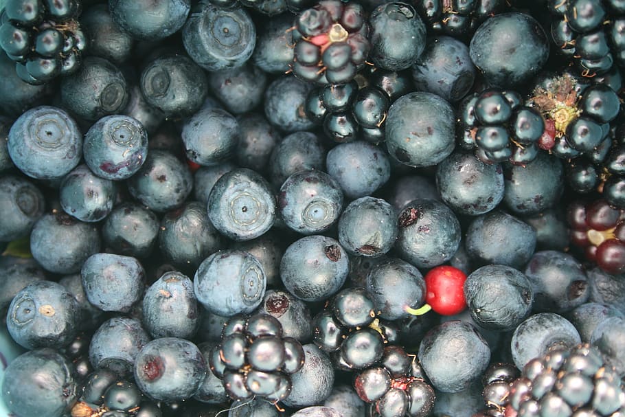 fruit, berries, jagoda, blueberries, blackberries, mature, summer, nature, fruiting, small fruit