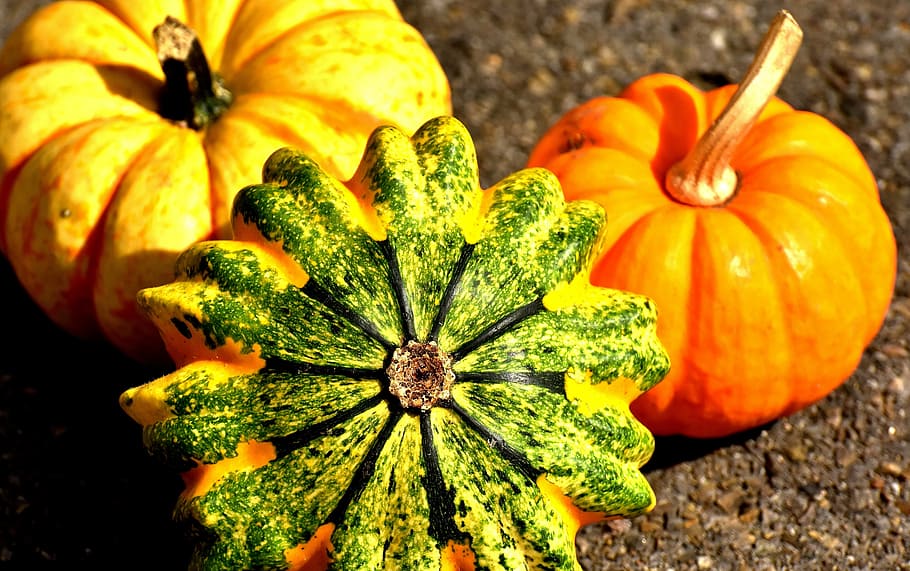 orange, pumpkins, ground, colorful, autumn, decoration, decorative squashes, thanksgiving, vegetables, agriculture