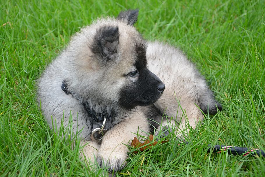 tan, german shepherd puppy, resting, grasses, puppy, young dog lie down, grass, eurasier, nova, young