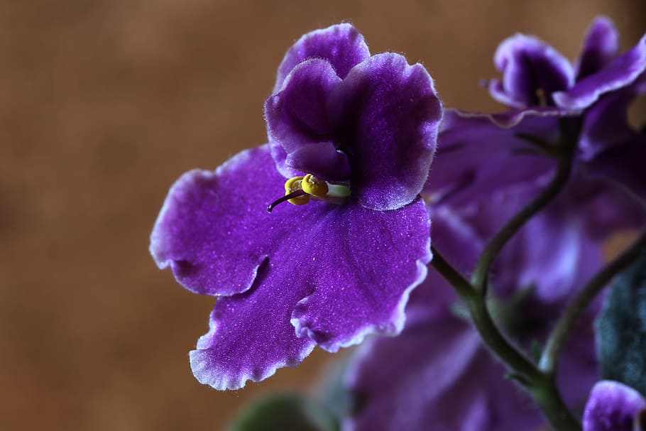 fotografia macro, roxo, flor da orquídea, violetas africanas, flor, pétala, fragilidade, beleza da natureza, cabeça de flor, frescura