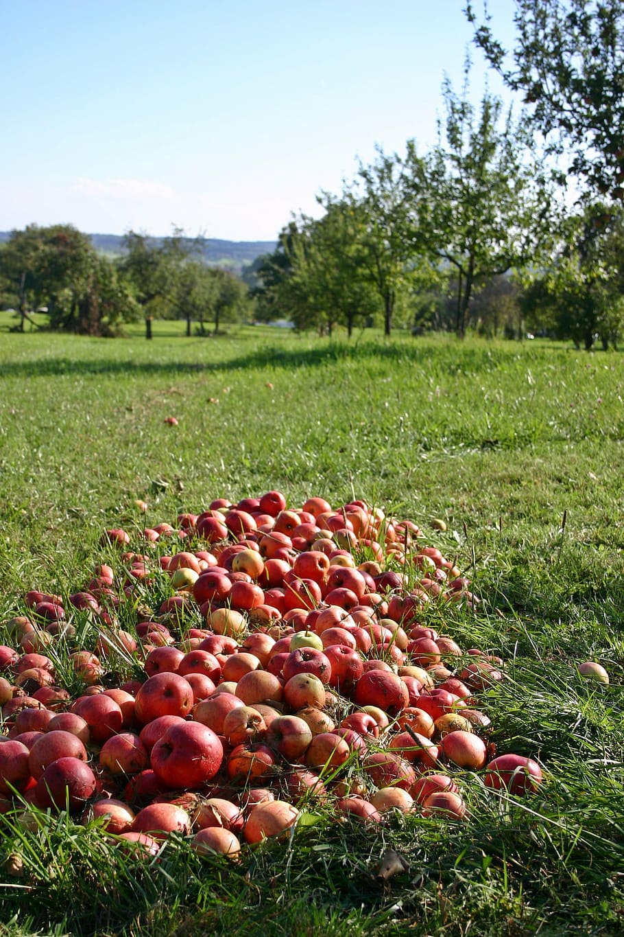red, apple fruits, green, grass field, apple, orchard, windfall, fruits, vitamins, healthy