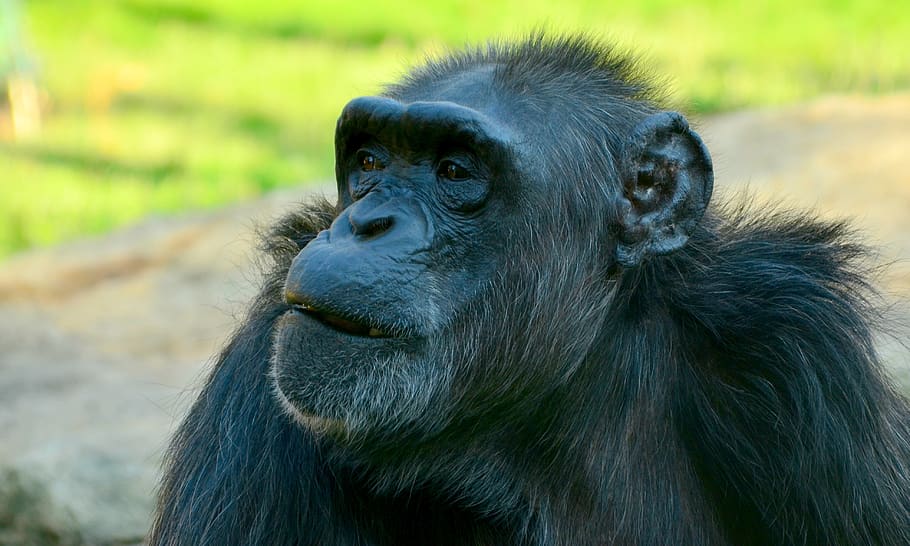 comic, chimpansee, closeup, animal, chimp, wildlife, chimpanzee, ape, monkey, face