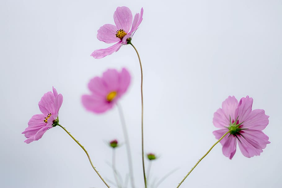 cosmos field, flower, cosmos, flowering plant, plant, beauty in nature, freshness, fragility, vulnerability, pink color