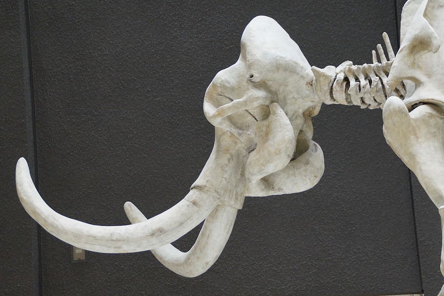 mammoth, skeleton, museum, exhibit, mammal, tusks, pachyderm, ruesseltier, ice age, prehistoric times