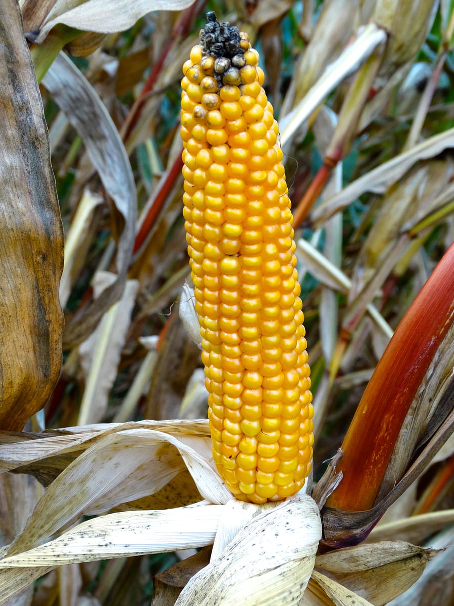 Corn On The Cob, Plant, corn, corn plant, harvest time, harvest, corn harvest, yellow, food and drink, close-up