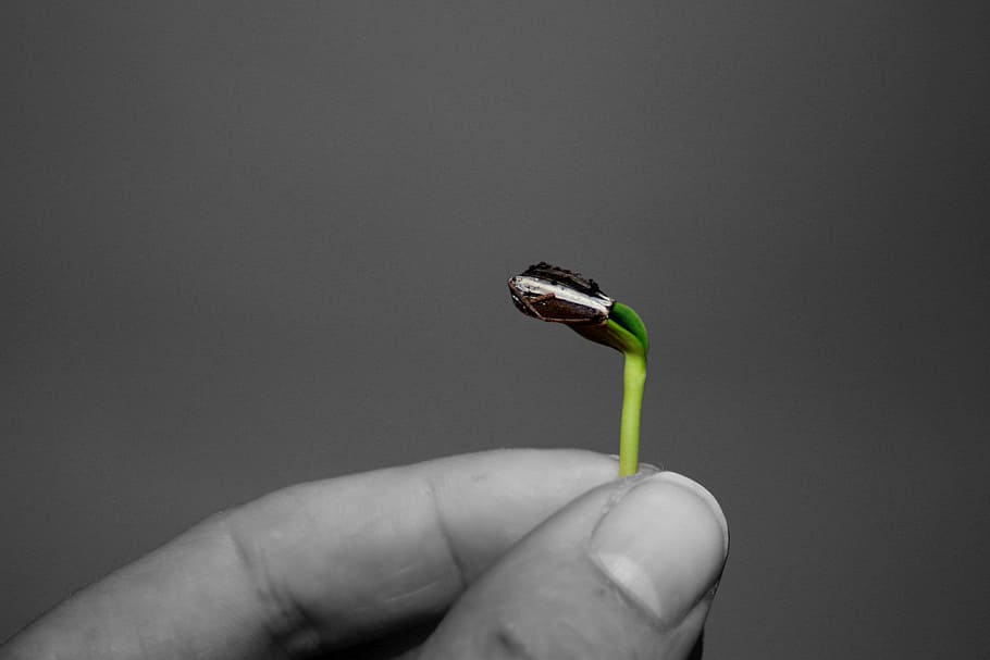 selective, color photo, green, seed, sprout, selective color, sunflower, seedling, grow, spring