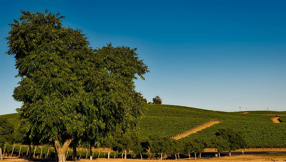 verde, árbol, plantas, durante el día, viñedo, California, Napa Valley, Sonoma, cultivo, agricultura
