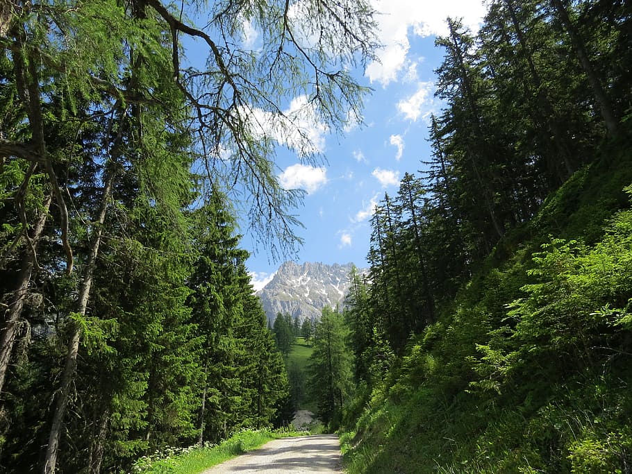dachstein, austria, forest, nature, mountains, hiking, green, tree, plant, growth