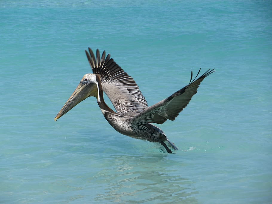 abu-abu, pelican, terbang, tubuh, air, laut, kuba, burung, penerbangan, satwa liar hewan