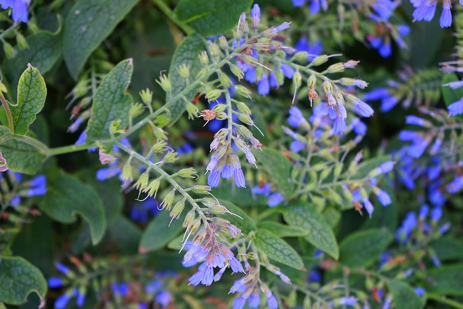 consuelda áspera, flor, azul, symphytum asperum, matricaria del Cáucaso, raublattgewächs, boraginaceae, flora, plantas, flores