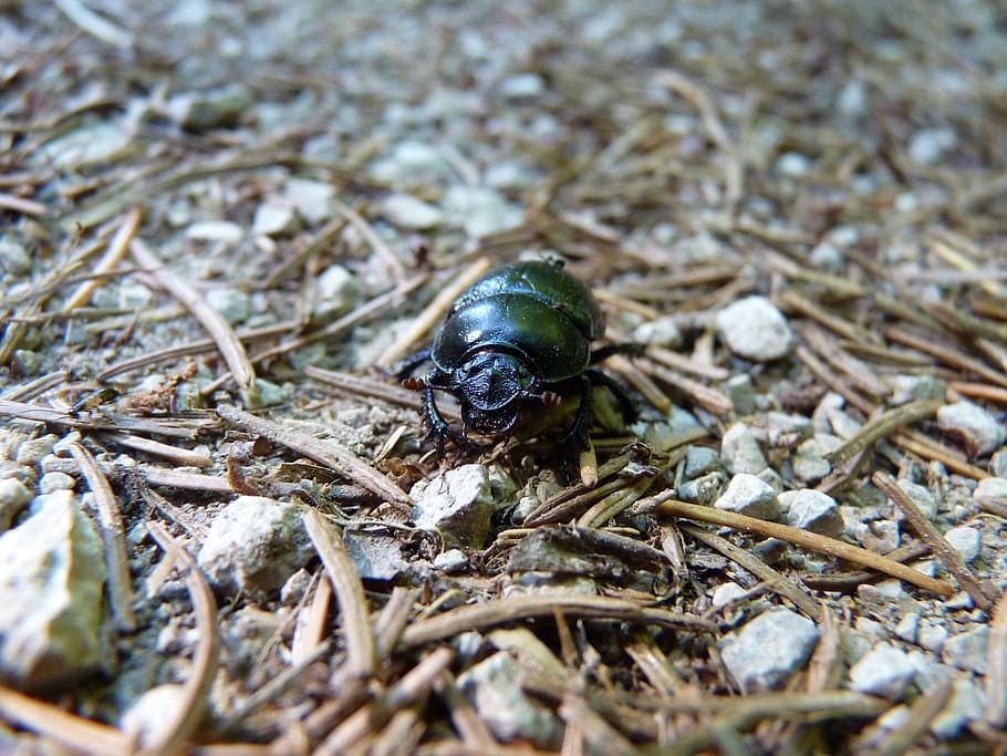 Escarabajo de estiércol, escarabajo, escarabajo de estiércol del bosque, suelo del bosque, cerca, bosque, naturaleza, insecto, temas de animales, animales salvajes