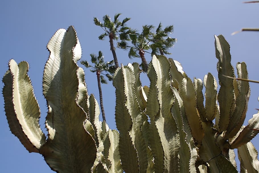palmeras, cactus, mercado del casco antiguo, san diego, estados unidos, california, naturaleza, azul, planta, árbol