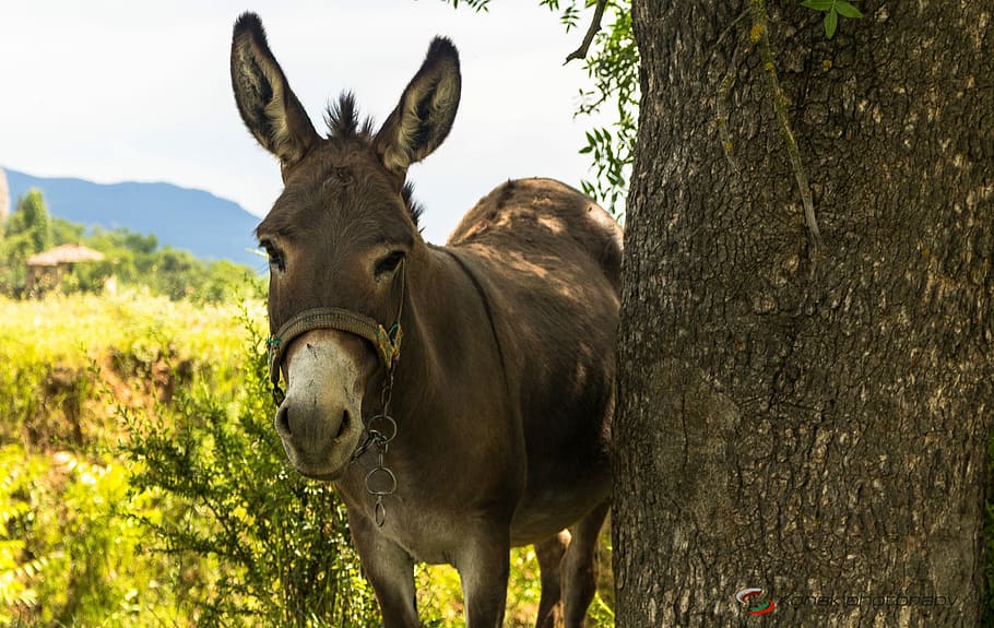 donkey, animal, scott, cute, animal themes, one animal, animal wildlife, mammal, tree, plant