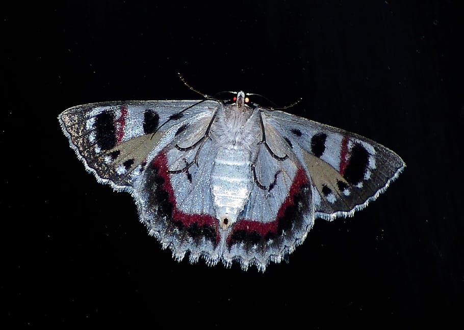 white, black, butterfly, red, gray, moth, large, insect, pattern, intricate