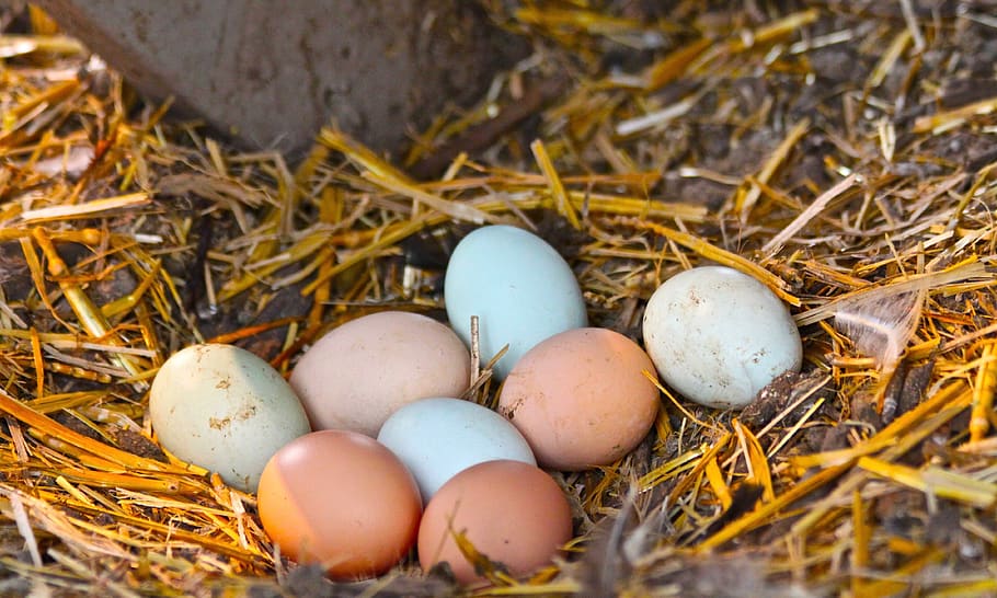 nest, egg, easter, hay, food, new life, beginnings, food and drink, animal egg, animal nest