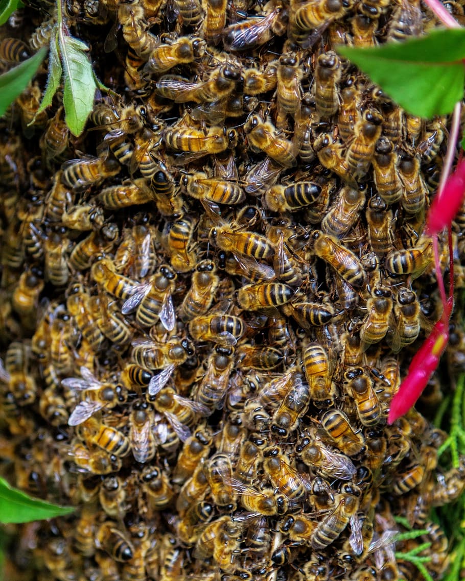bee, swarm, honey, beekeeping, insect, nature, swarming, buzzing, pollinator, summer