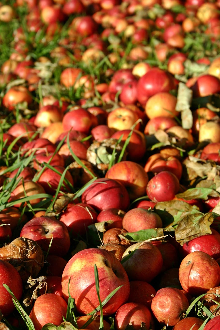 colheita inesperada, maçã, vermelho, outono, fruta, comida, maduro, natureza, grama, pomar