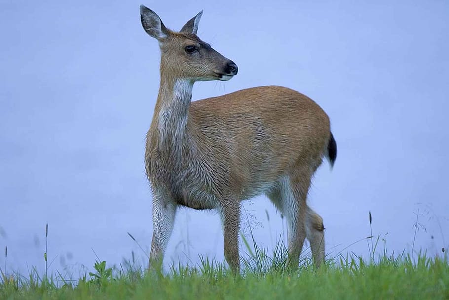 sitkensis, hemionus, odocoileus, animal, deer, tailed, black, sitka, deers, fauna