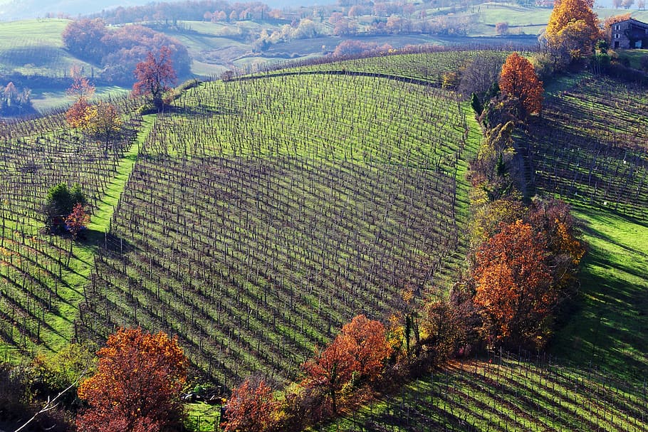 Langhirano, Parma, Emilia Romagna, Italy, vineyards, hills langhirano, parma hills, campaign, autumn, vineyard