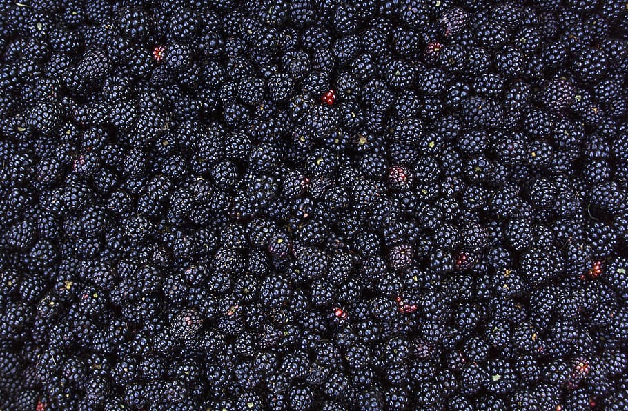 blackberry, musim panas, makanan, berry, bingkai penuh, ruang, tidak ada orang, latar belakang, bintang - ruang, galaksi