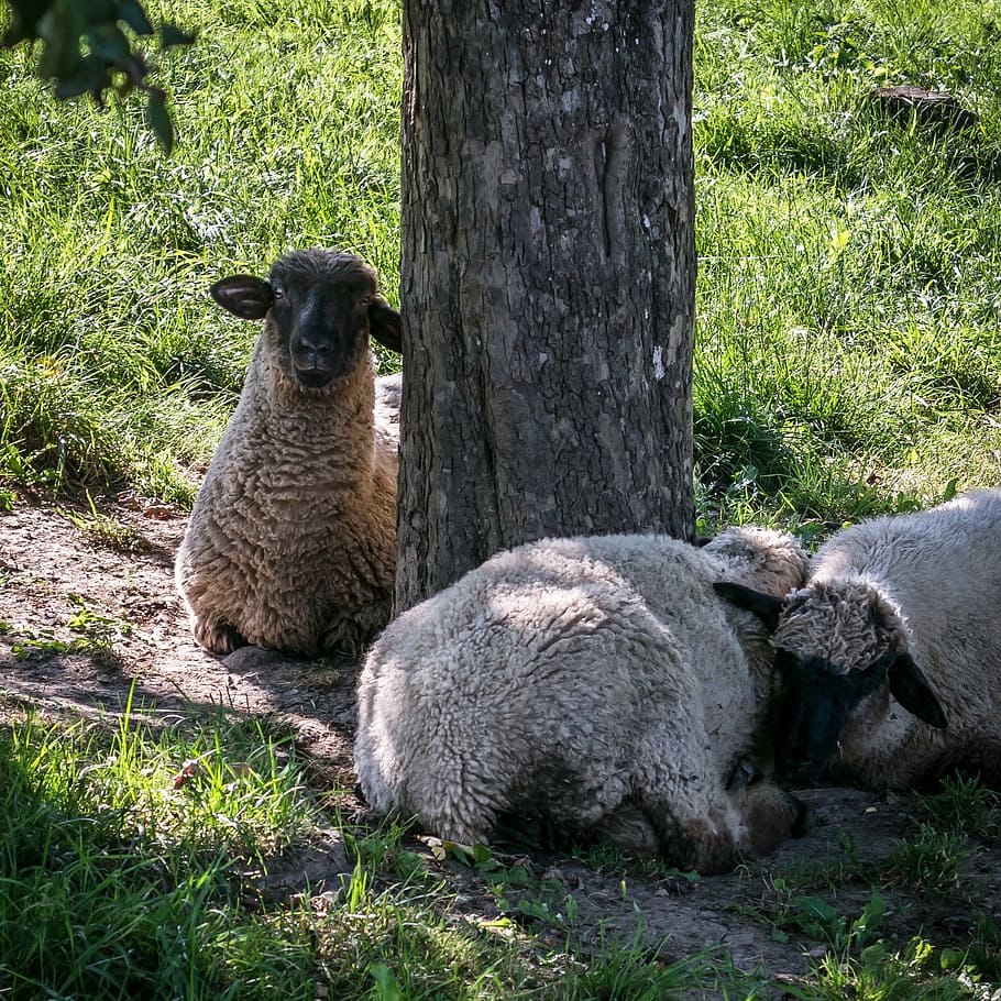 Ovejas, descanso, protección, sombra, rebaño de ovejas, grupo, preocupaciones, hierba, rebaño, pradera
