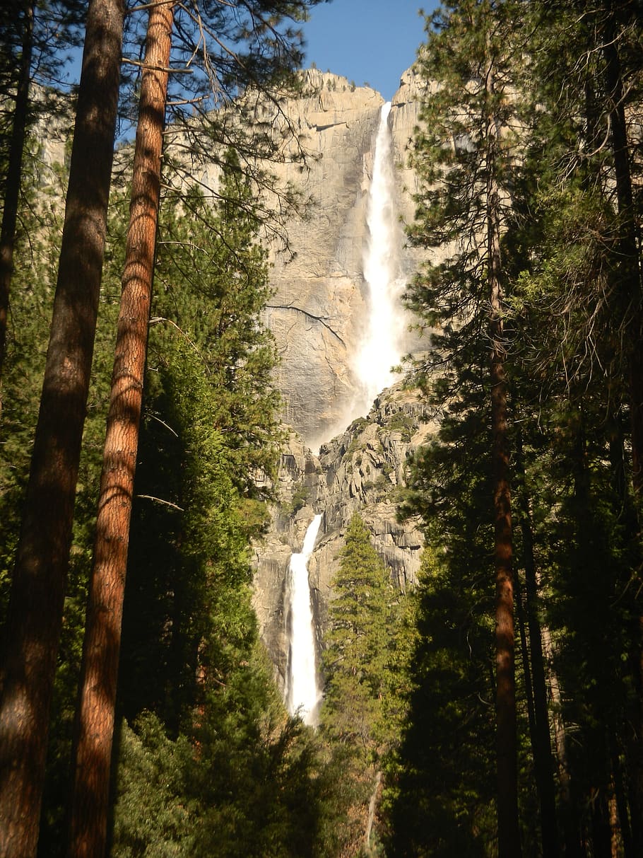 waterfall, redwoods, redwood trees, sequoia, mountain, trees, tall, forest, tree, land
