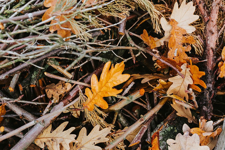 folha, folhas, outono, passeio, cães, parte da planta, mudança, planta, natureza, seco