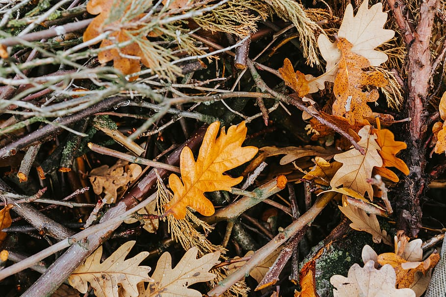 秋, 散歩, 犬, 葉, 自然, 黄色, 植物, 季節, 屋外, クローズアップ