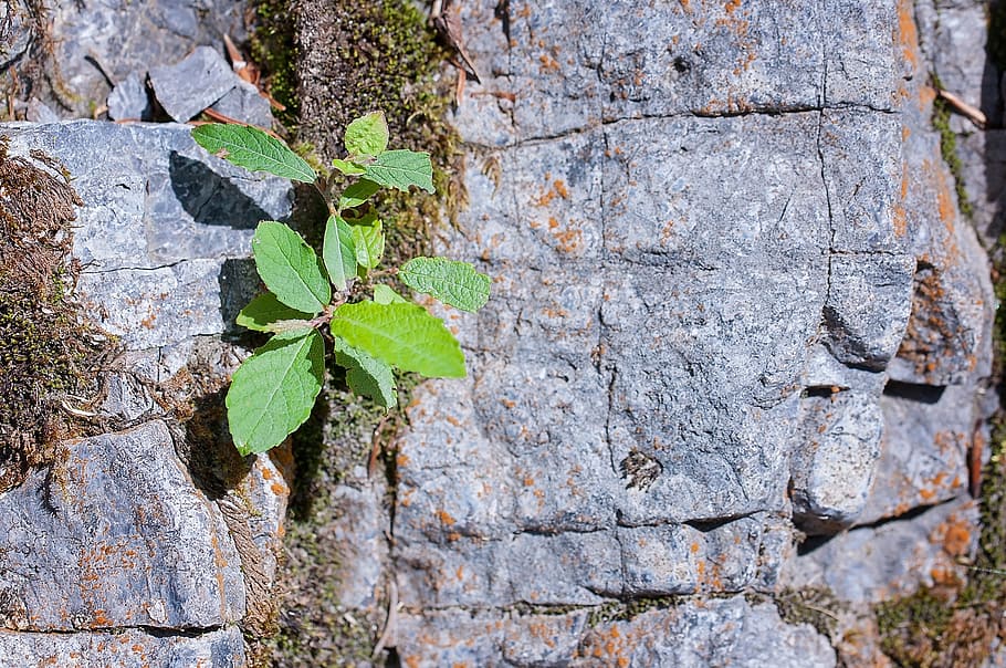stone, rock, grey, leaves, fouling, plant, nature, close, leaf, plant part
