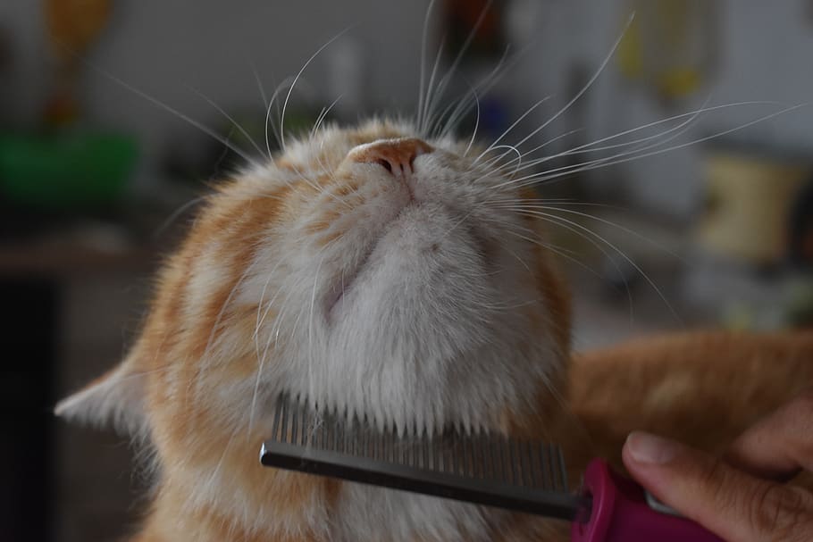 cat, comb, carding, care, nicely, fur, squinting, hairdresser, human hand, animal themes