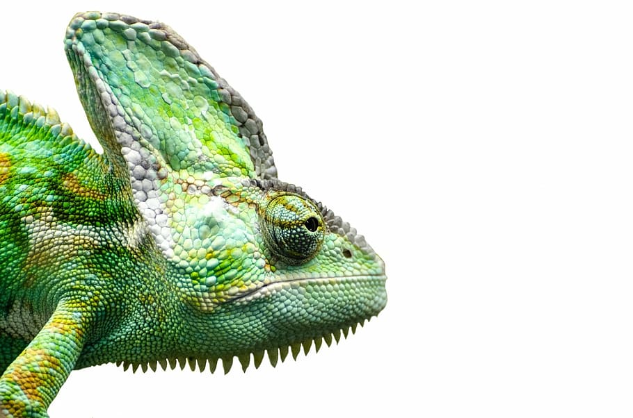 green chameleon, reptile, chameleon, yemen, pets, isolated, lizard, green, insectivore, carnivore