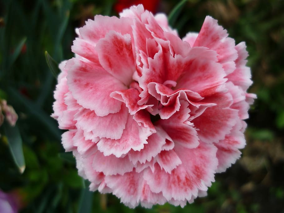 Carnation, Nature, Pink, Blossom, bright pink, blossom, bloom, white tinged with, flower garden, summer, plant