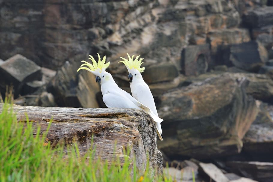 фотография дикой природы, два, cockatiel птицы, сера хохлатые какаду, попугаи, какаду, птица, австралия, муха, крылья