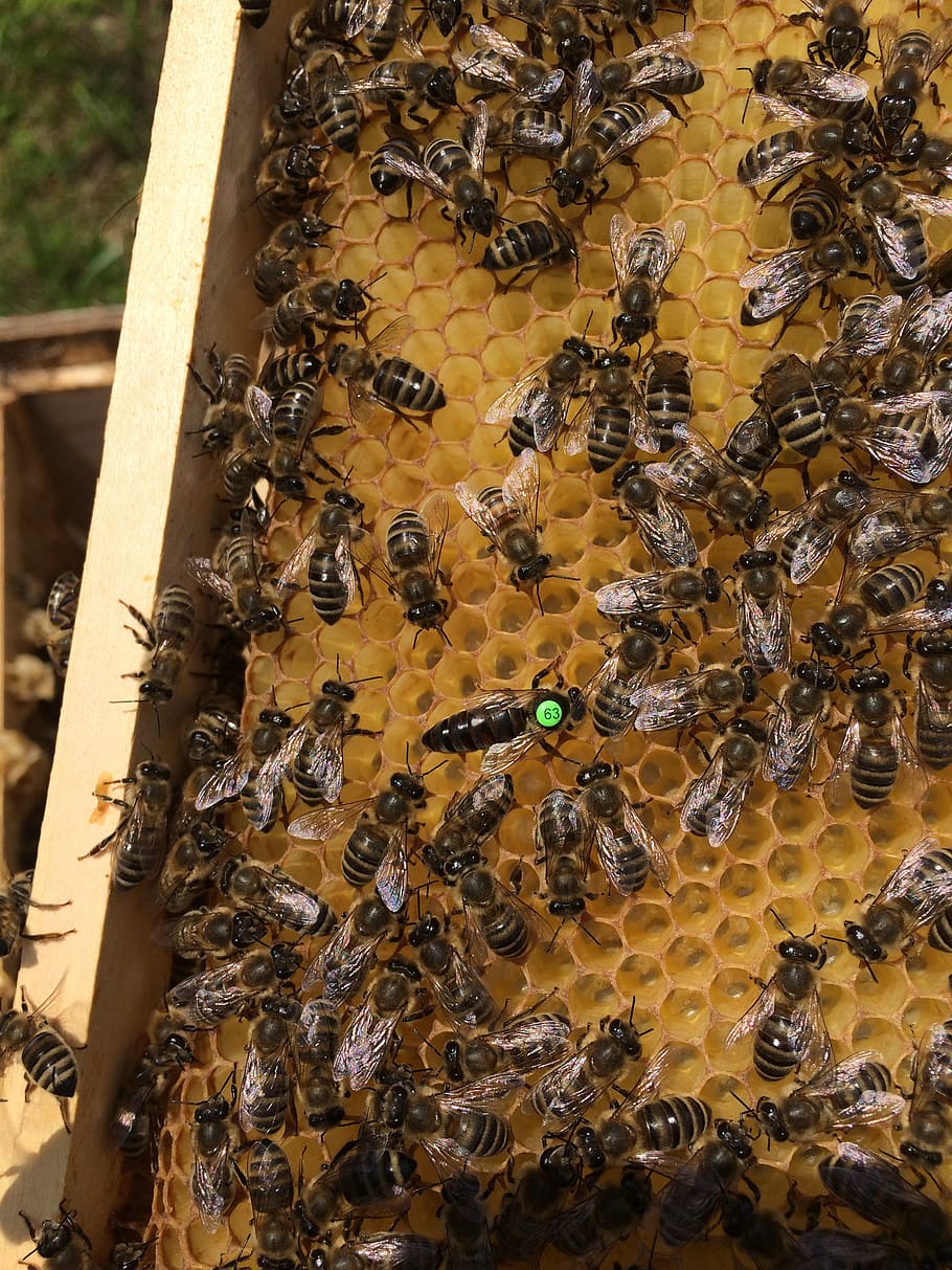 abelhas, favo de mel, abelha, apicultura, colméia, natureza, cera, amarelo, pólen, pentes