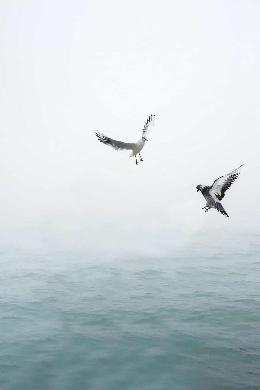 two, grey, pigeons, body, water, daytime, seagull, dove, wing, bird